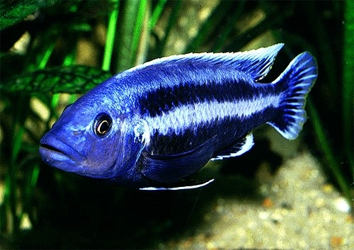 Chipokae Cichlide (Melanochromis chipokae)